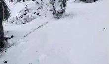 青海玉树发生雪灾 多方驰援抗灾保畜